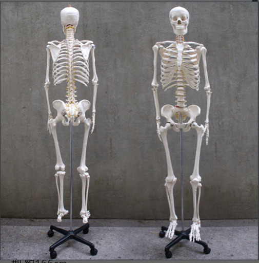 人体骨格模型 約166cm