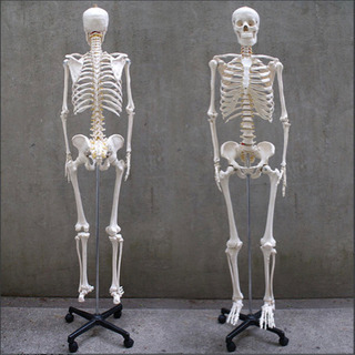 【ネット決済】人体骨格模型 約166cm