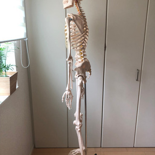人体骨格模型 約166cm 【公式通販】