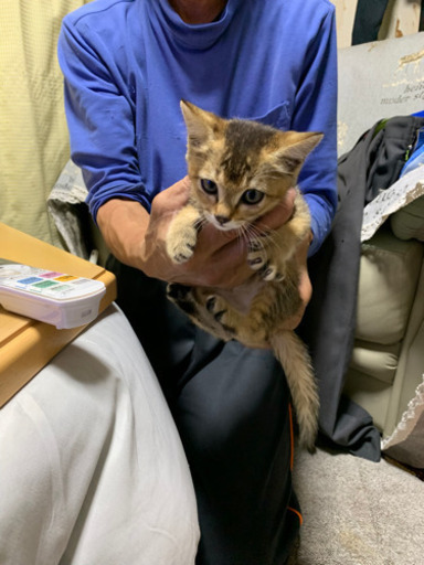 保護子猫ちゃんの里親募集です アビシニアンの雑種の様な子猫です 仮の名前ひまわりちゃんです リスザルのモモ 新伊勢崎の猫の里親募集 ジモティー