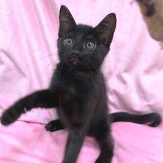 東京都の黒猫 里親募集 ジモティー