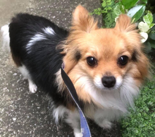 小型犬ミックス 4歳半 男の子 里親募集 てるてる坊主 池上の犬の里親募集 ジモティー
