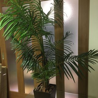 ・観葉植物（造花）150cm