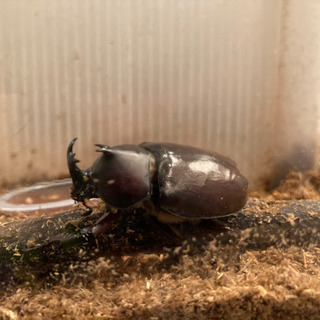 カブトムシ　ちょっと変わった個体500円と雄雌ペア300円