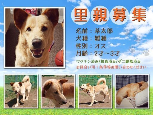 保護犬の里親募集 Mahalo 釧路の犬の里親募集 ジモティー 保護犬の里親募集 Mahalo 釧路の犬の里親募集 ジモティー