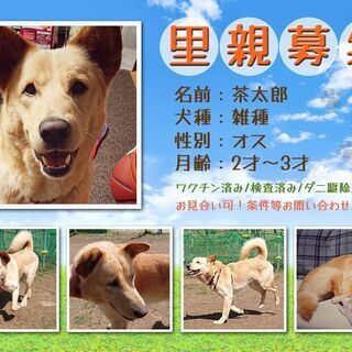 保護犬の里親募集