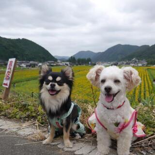 犬友達 メンバー募集 ジモティー 犬友達 メンバー募集 ジモティー