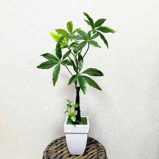 東京都 町田市の中古観葉植物が無料 格安で買える ジモティー