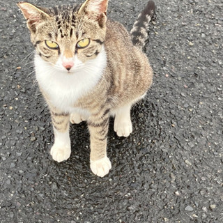 膝乗り抱っこ大好き6ヶ月くらいのキジ白さん譲渡