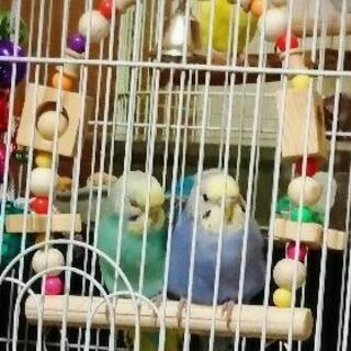 決まりました！  ☆ セキセイインコ3羽 ☆ - 東広島市