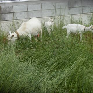 ヤギさんの草刈り、お母さんヤギと子ヤギ2頭で行きます