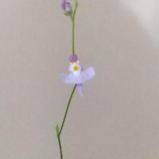 【食虫植物】クリオネゴケ ラスト１株