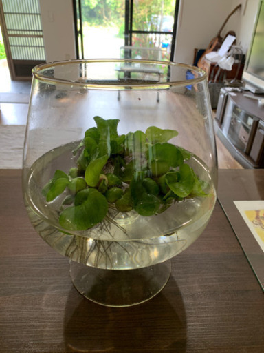 ホテイ草