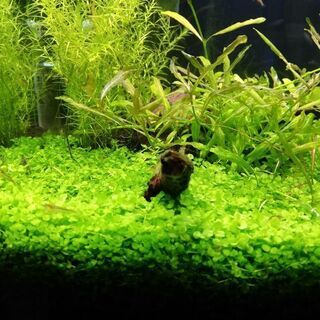 中古ニューラージパールが無料 格安で買える ジモティー