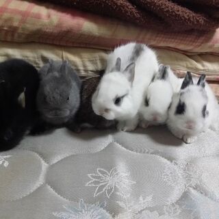 ウサギの赤ちゃん生まれました。