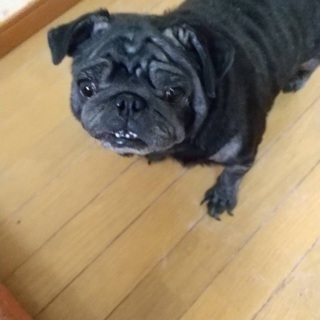 沖縄県の犬の里親募集 ジモティー