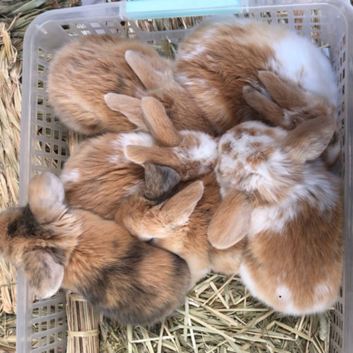 里親様決定締切 垂れ耳の子うさぎ5匹の里親様を募集します Tenko T Me 佐賀のその他の里親募集 ジモティー