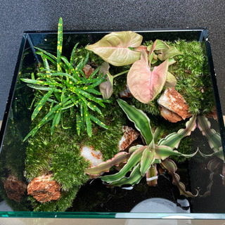 ☆杜のメダカメダカ飼育にオススメコケリウム・テラリウム完成品☆