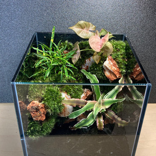 ☆杜のメダカメダカ飼育にオススメコケリウム・テラリウム完成品☆
