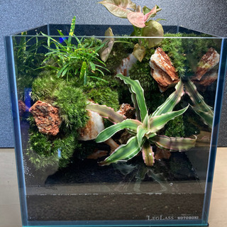 ☆杜のメダカメダカ飼育にオススメコケリウム・テラリウム完成品☆