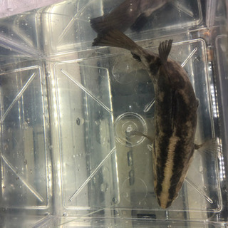 バラマンディ セミショート