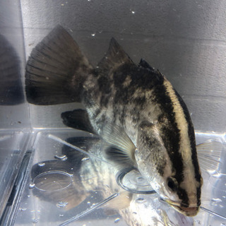 バラマンディ セミショート