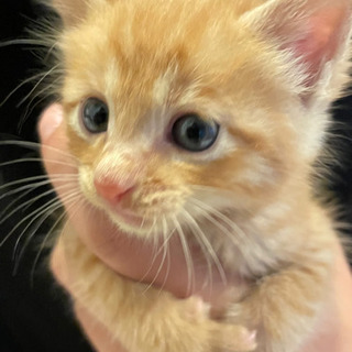 野良 仔猫 募集停止中