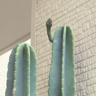 観葉植物 柱サボテン 2柱 幅31 奥行31 高さ220 （cm） サボテン 植物 花
