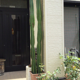 観葉植物 柱サボテン 2柱 幅31 奥行31 高さ220 （cm） サボテン 植物 花
