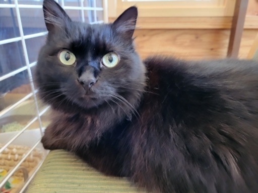 保護猫カフェ リサイクルショップの運営を任せられる方 チャム 赤塚のマーケティングの正社員の求人情報 Smile To Heart ジモティー