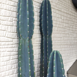 観葉植物 柱サボテン 3柱 幅31 奥行31 高さ188 （cm） サボテン 植物