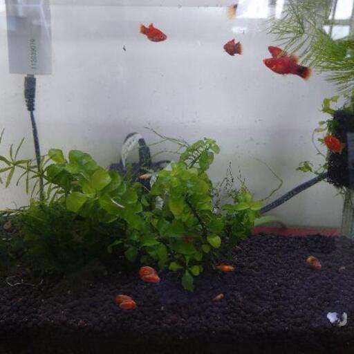 ミッキーマウスプラティ水槽セット餌付 ぼうずさん 小禄のその他の中古あげます 譲ります ジモティーで不用品の処分