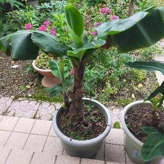三尺バナナ