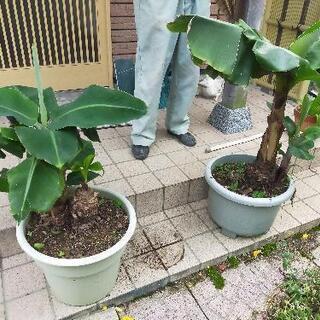 【ネット決済・配送可】三尺バナナ