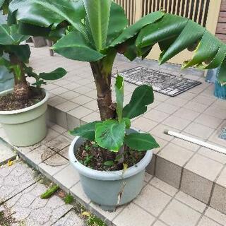 三尺バナナ