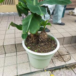 三尺バナナ