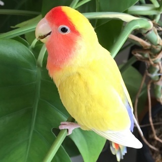 コザクラインコ　里親募集