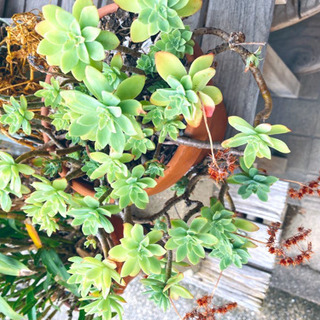 【ネット決済】多肉植物