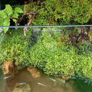 メダカ飼育にオススメ！！コケリウム・テラリウム完成品