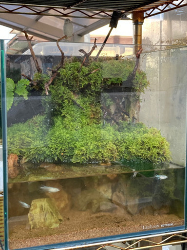 メダカ飼育にオススメ！！コケリウム・テラリウム完成品！