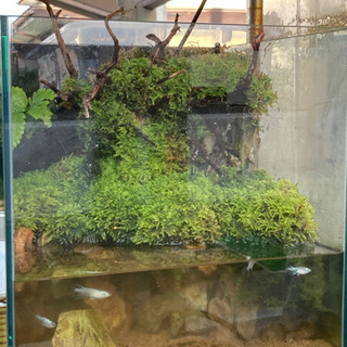 メダカ飼育にオススメ！！コケリウム・テラリウム完成品