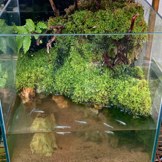 メダカ飼育にオススメ！！コケリウム・テラリウム完成品