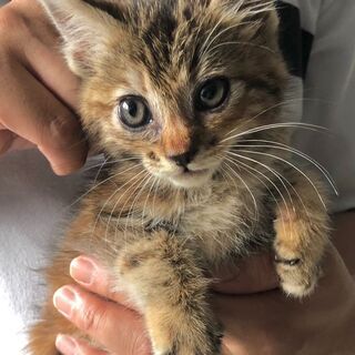 里親様決まりました　ありがとうございました　子猫（メス）キジトラ...