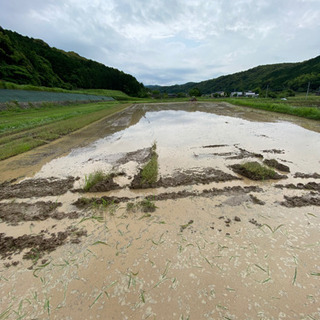 新規就農予定の為トラクター　田植え(ミノル) コンバイン　農機具 - 築上郡