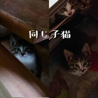 生後1ヶ月の子猫ちゃん 3匹 親猫ちゃん1匹 届出済み（飼い主不在を確認済み）
 − 大分県