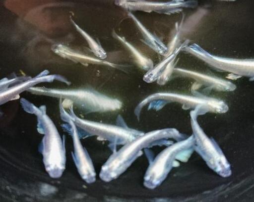 モルフォロングフィン✨若魚 2ペア(4匹)＋α(1匹) 計5匹 数量限定❗県外発送可能