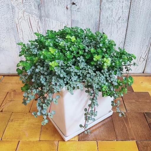 【観葉植物】ピレア混合　受皿付