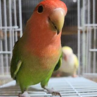 コザクラインコ2匹の育て親になってくださいませんか？？