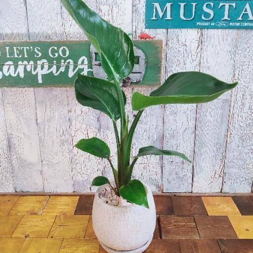 【観葉植物】 ストレリチア オーガスタ　 受皿付