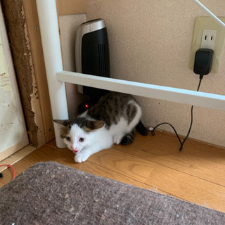 保護猫　　3匹 − 群馬県